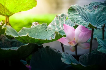 Crédence de cuisine en verre imprimé Nénuphars Beautiful pink grand lotus flower or water lily