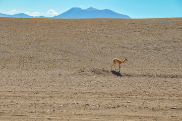 Lonely Guanaco in the Desert of San Pedro de Atacama, Chile