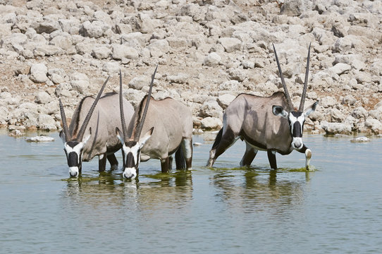 oryx drinking