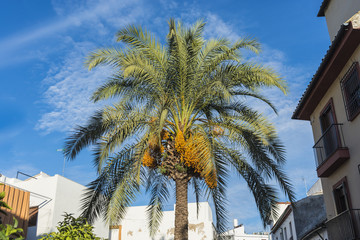 Palm Tree in Cordoba,, Spain.