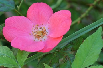 Dark pink rose