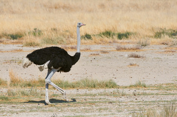 male ostrich in the savannah