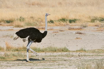 Peel and stick wallpaper Ostrich male ostrich in the savannah