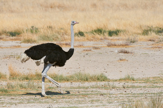 male ostrich in the savannah