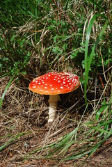 Amanita muscaria