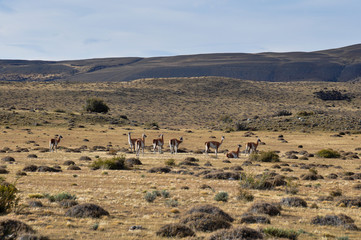 Fototapeta na wymiar Group of Guanacos near Parque Nacional Torres del Paine, Chile