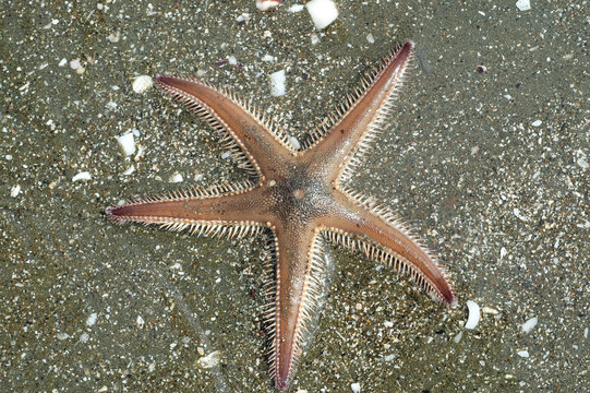 Astropecten spiny sea star on silty bottom