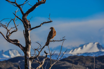 Pray bird in Parque Nacional Torres del Paine, Chile