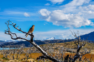 Pray bird in Parque Nacional Torres del Paine, Chile