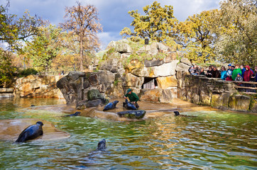 Fur seals feeding show at a Zoo