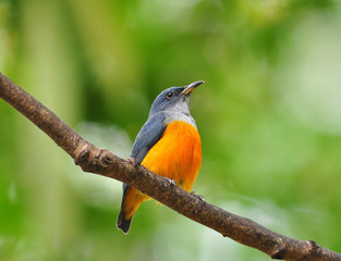 Orange-bellied Flowerpecker