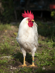 Poultry - white Leghorn rooster