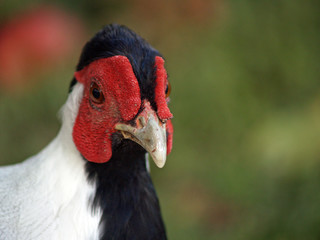 Poultry - silver pheasant (Lophura nycthemera) rooster.