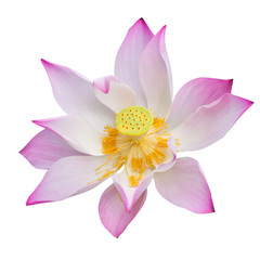 Pink lotus or water lily isolate on white background