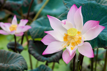 Pink lotus or water lily in pond