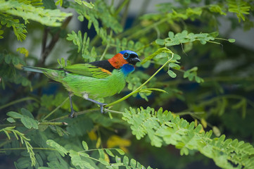 Saíra-militar ou saíra-de-lenço