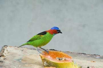 Saíra-militar ou saíra-de-lenço