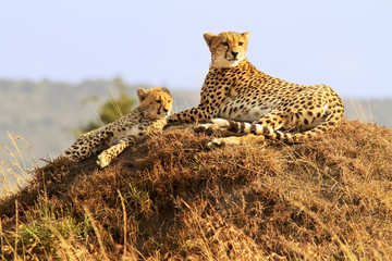 Cheetahs on the Masai Mara in Africa