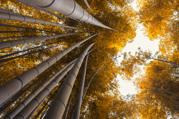 Bamboo grove, bamboo forest at Arashiyama, Kyoto, Japan in autum