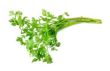 Coriander isolated on white background