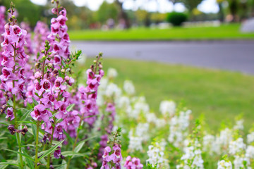 Obraz premium Purple flower