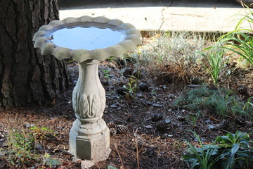 Bird Bath