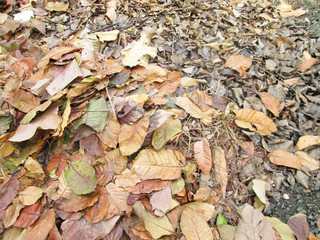 dry leaf on ground