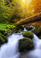 Obraz na płótnie Canvas Autumnal forest with waterfall