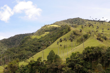 Colombia - Valle de Cocora - Quindío
