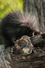 Fototapeta premium Baby Porcupine (Erethizon dorsatum) with Birch Curl