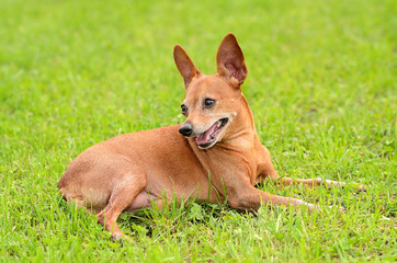 Miniature pinscher in the green grass
