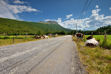 Norwegia , pasące sie krowy na poboczu drogi, krajobraz wiejski