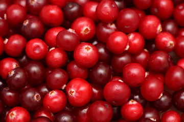 Cranberries close-up