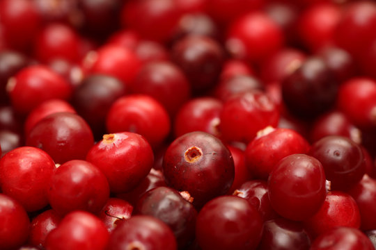 Cranberry close-up
