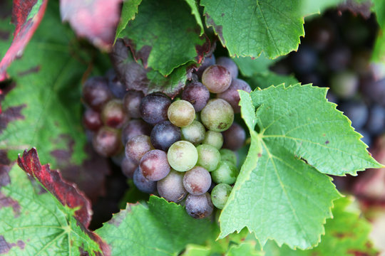 grappe de raisins a maturation