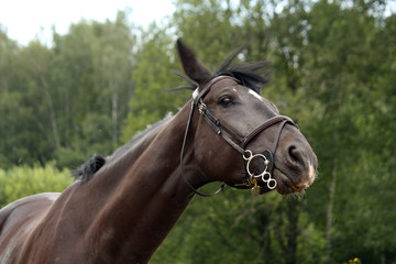 Black latvian breed horse portrait at the countryside