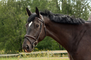 Black latvian breed horse portrait at the countryside