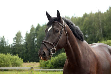 Fototapeta premium Black latvian breed horse portrait at the countryside