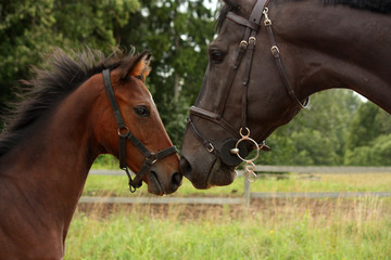 Big black horse and small cute bay foal looking at each other