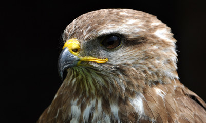 Detailed view of the head of a falcon