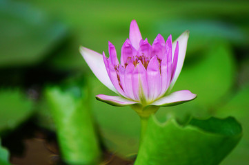 Obraz premium pink lotus flower