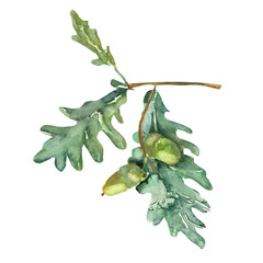 Quercus robur - 70017838