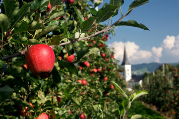 Apfel am Baum auf Plantage
