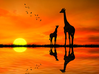 Silhouettes of two giraffes against African sunset