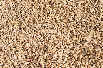 sun drying harvested peanuts