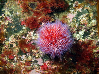 Naklejka na ściany i meble Sea urchin Echinus, Barents sea