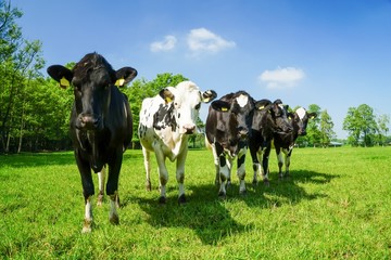 Rinder in einer Reihe auf der Sommerweide