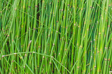 Green stems abstract background and texture