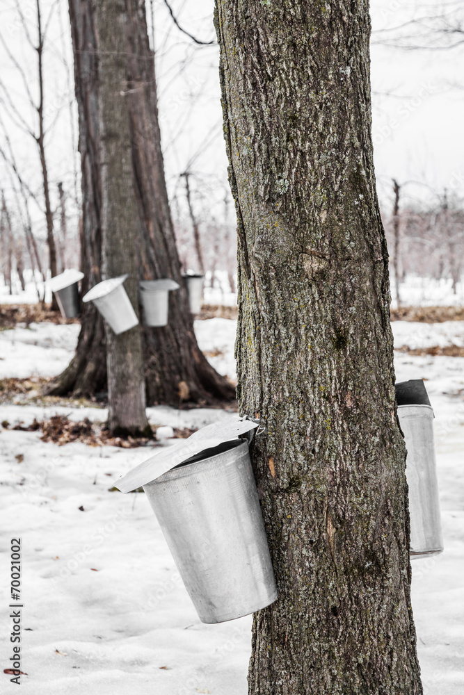Poster forest of maple sap buckets on trees
