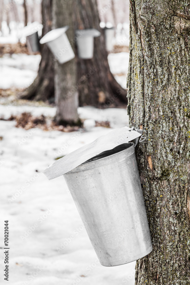 Canvas Prints forest of maple sap buckets on trees